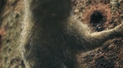 Dwarf marty - najmenšia opica na svete